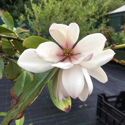Magnolia Michelia Fairy Blush | ScotPlants Direct